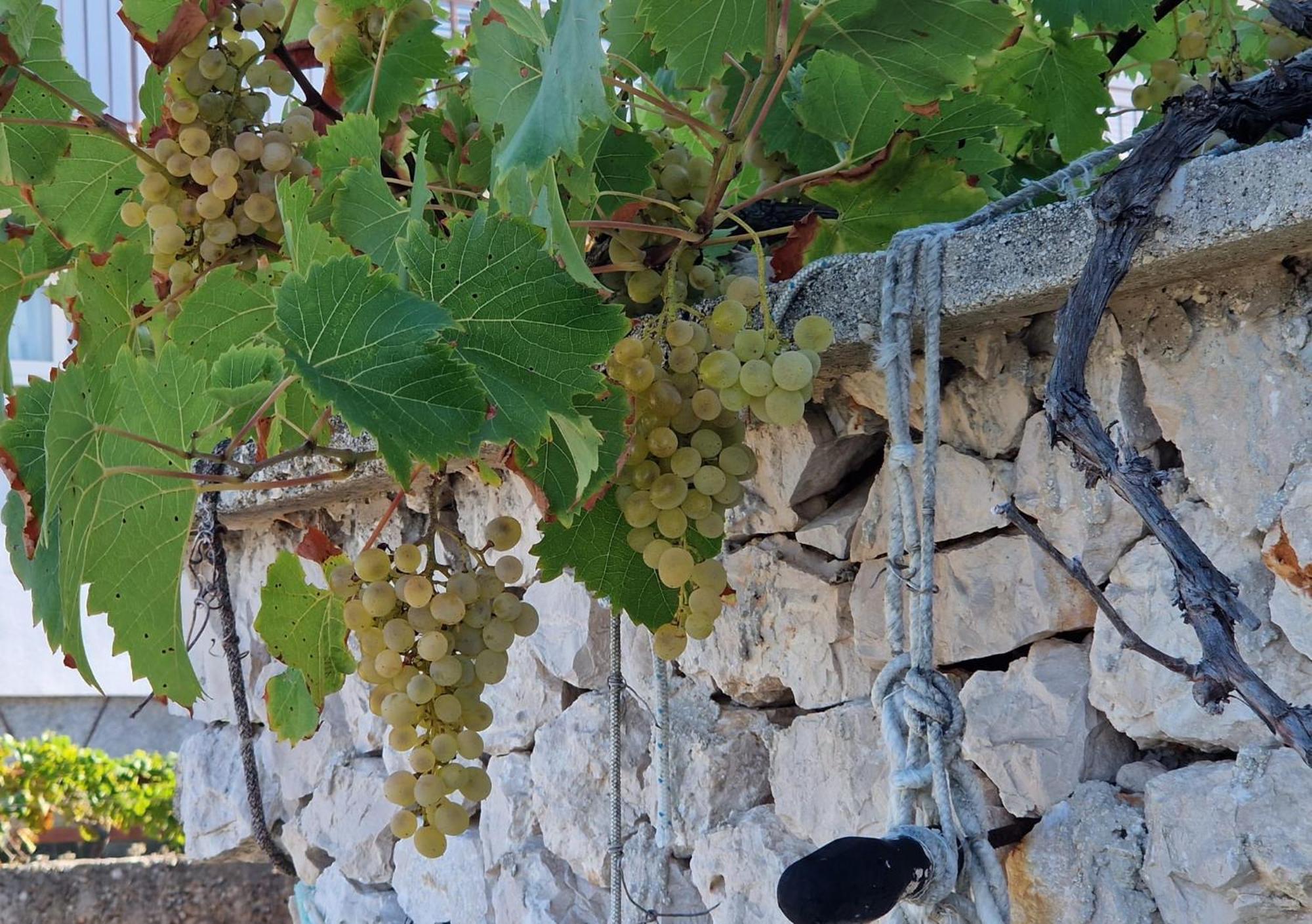 Villa Perla Rogoznica  Dış mekan fotoğraf